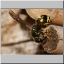 Ancistrocerus nigricornis - Lehmwespe 11.jpg